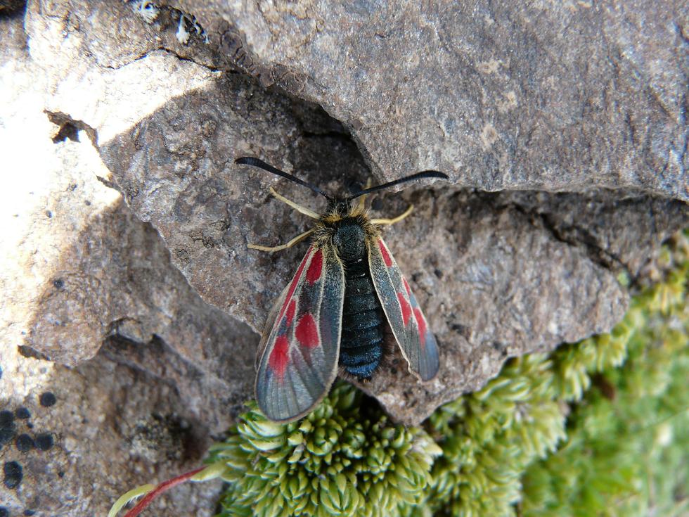 Farfalle Ortles-Cevedale-Stelvio